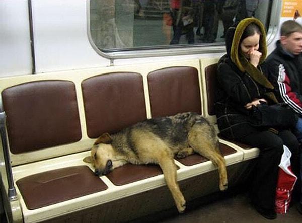 1. Moskova'da yaşayan sokak köpekleri, banliyölerden trene binerek gündüzleri daha kolay yemek bulabilecekleri şehre gidiyor, geceleri ise uyuması daha güvenli olan banliyölere yine trenle geri dönüyorlar.