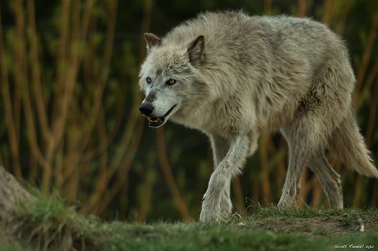 Senin Karakterin Ne Kadar Alfa?