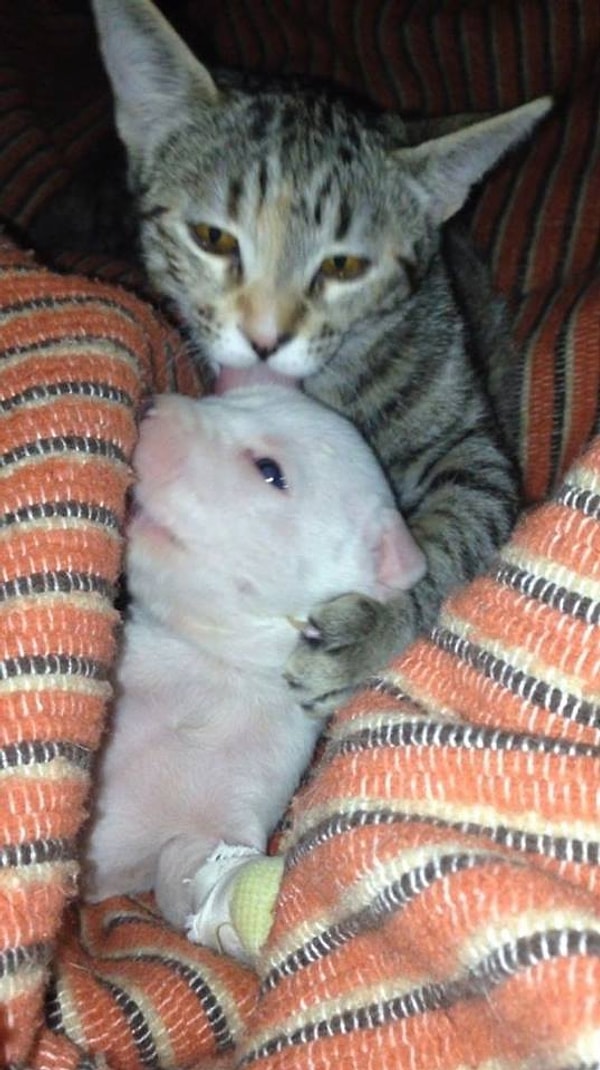 5. Из-за инфекции, попавшей в лапку Николаса, с каждым днем ему становилось только хуже.