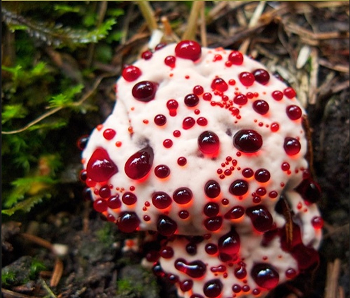 Dog Pecker Mushroom Pictures