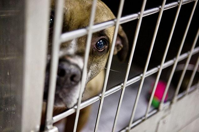 11. How about you visit some animal shelters before you buy a pet?