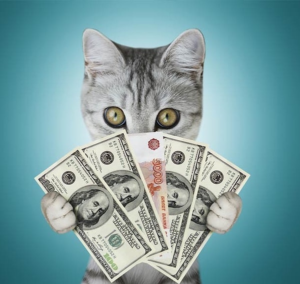 7. Самый богатый кот 😼