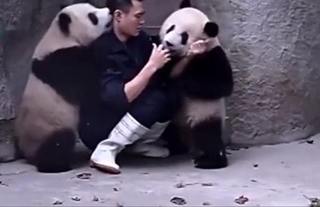 Tatlışlıklarıyla Kalbinizi Çalıp Geri Vermeyecek 16 Panda