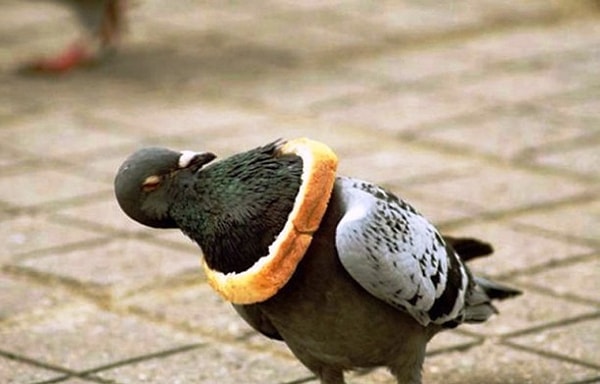 6. Близок локоток, да...