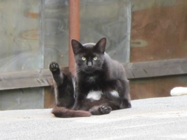 25. И они постоянно наблюдают за нами