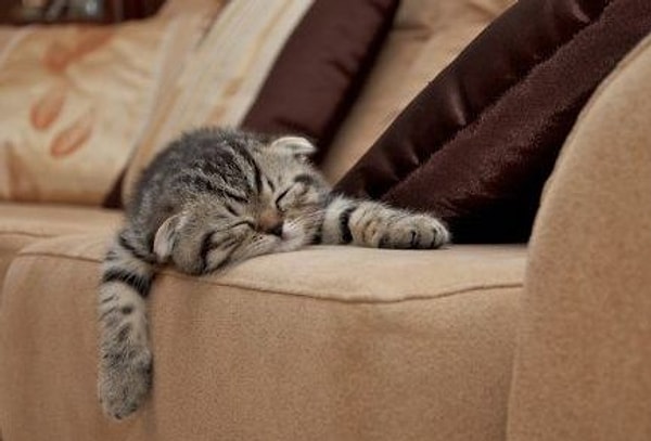 3. Они полновластные хозяева всей территории квартиры