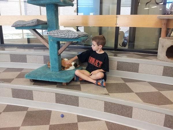 7. 7 yaşındaki bu çocuk, hayvan barınağında gönüllü olarak çalışıyor. Bu fotoğraf, bir kediyi uyutmak için ninni söylediği sırada çekilmiş.