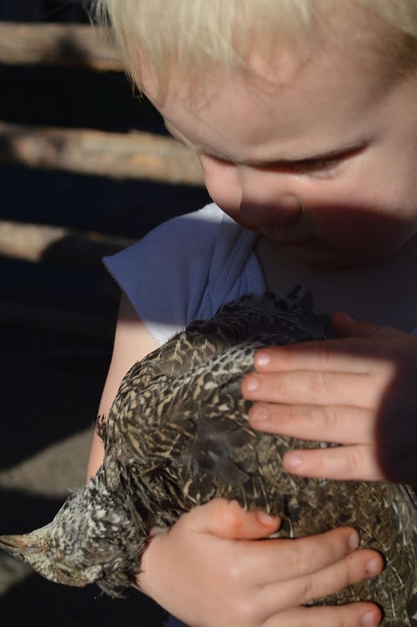 12. Этот мальчик дал птице воды и долго гладил её, пытаясь спасти от смерти.