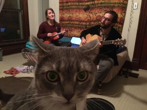 3. Кот, который жалеет о том, что живет с двумя музыкантами.