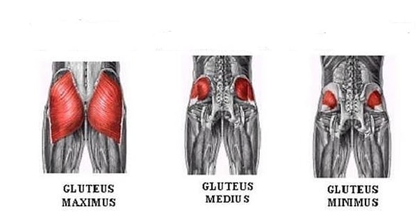 1. Для начала обратим внимание на мышцы, с которыми нам предстоит основательно поработать.