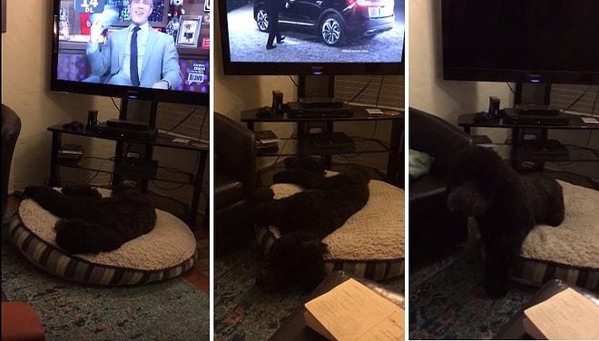 Televizyon Kapanınca Yatağına Giden Akıllı Köpek