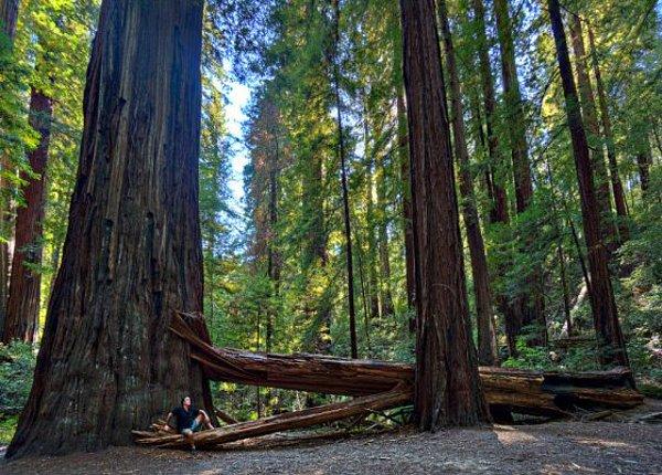 16. Redwood Ağacı, Kaliforniya