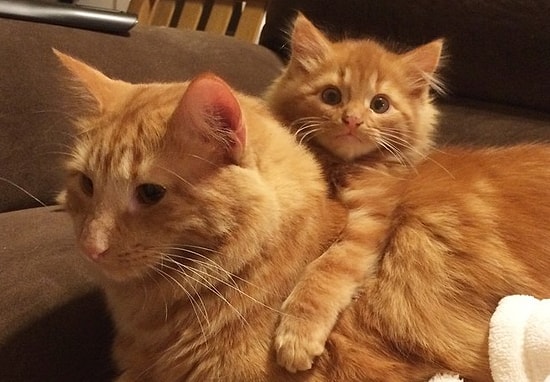 Рыжий кот вырастил свою копию