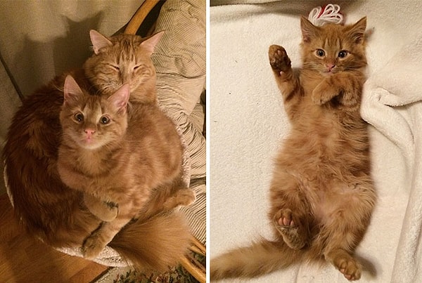 5. Одна из кошек родила, и, когда ее парень увидел Минни, он сразу понял, что должен принести его к Эвину