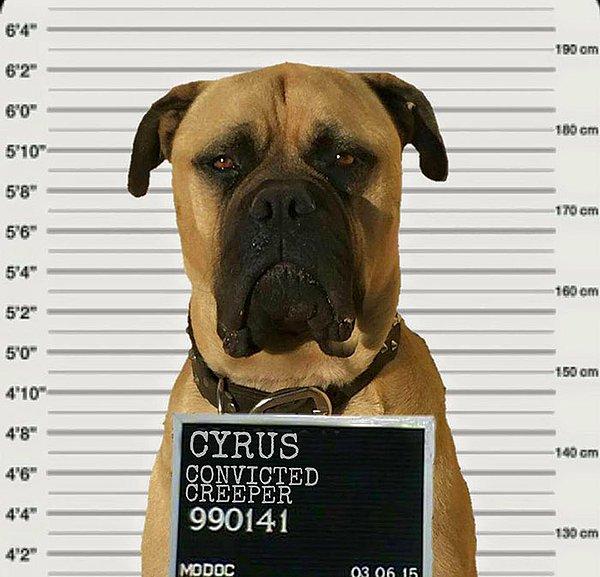 Kurtardığın köpekler ve sevindirdiğin sahipler için teşekkürler Cyrus ^^