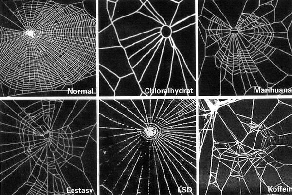 10. NASA'da çalışan bilim insanları, uyuşturucu ve uyarıcı maddeler verdikleri örümceklerin ördükleri ağları gözlemledi.