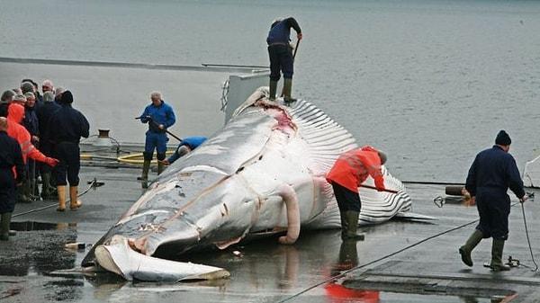 Fakat günümüzde balina yağının kullanımı ortadan kalkmış değil.