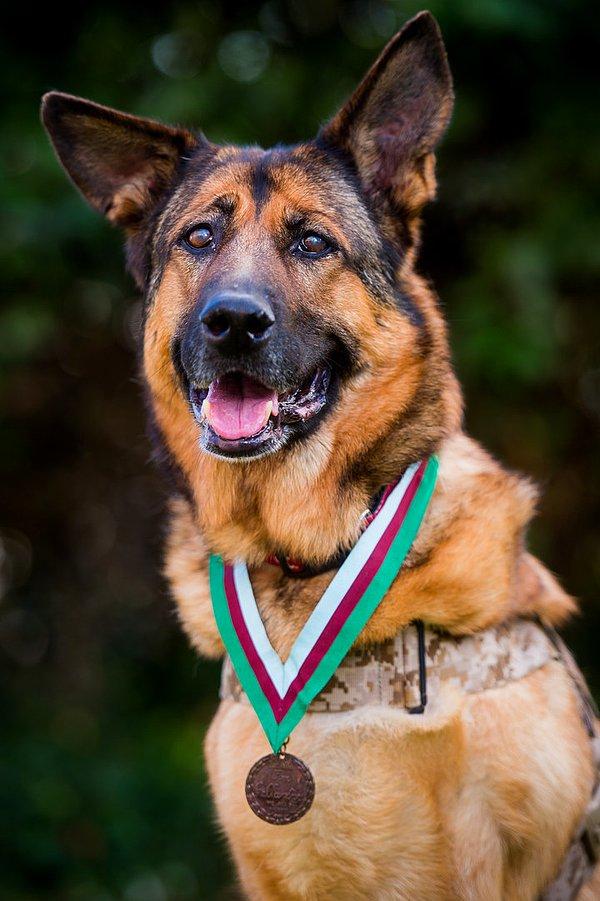 PDSA Dickin Madalyası ile ödüllendirilen ve İngiliz olmayan ilk köpek Lucca.