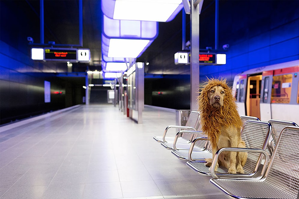 Büyük Şehir Aslanı: Cesaretini Asla Kaybetmeyen Sokak Köpeğinin Rol Aldığı 17 Fotoğraf