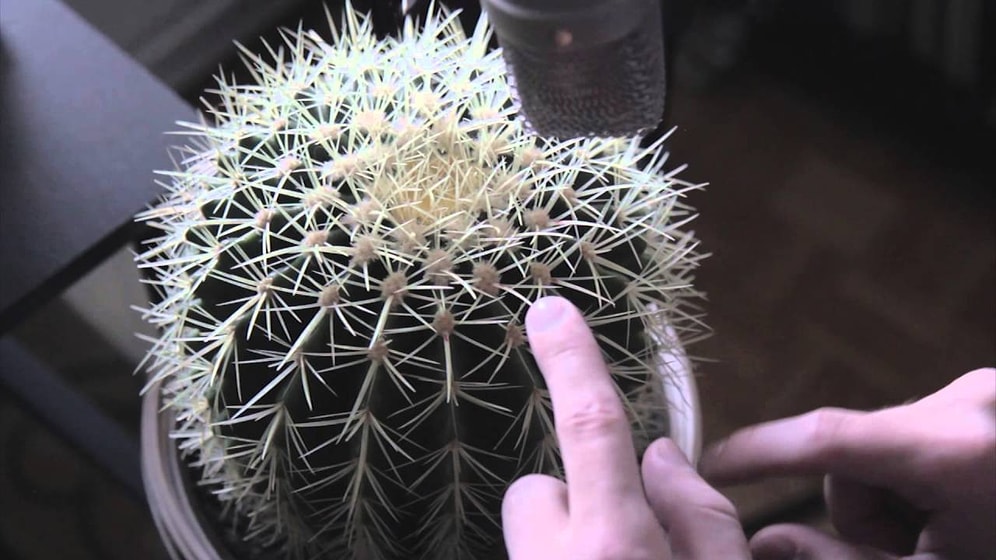 Kaktüs Dikenlerinden Yapılan Muhteşem Müzik