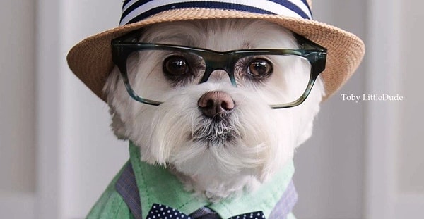 3. Оставить: маленькие мохнаты собачки с маленькими мохнатыми бородками