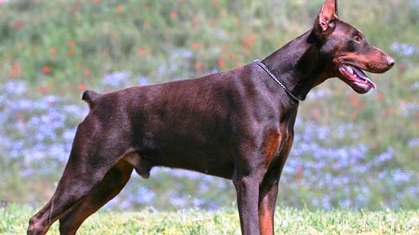 19. Доберман Пинчер
