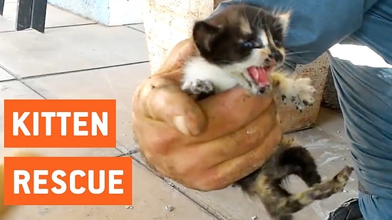 Спасатели помогли котятам выбраться из водосточной трубы