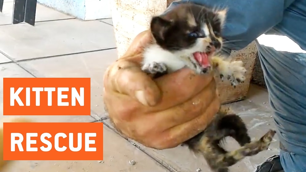 Спасатели помогли котятам выбраться из водосточной трубы