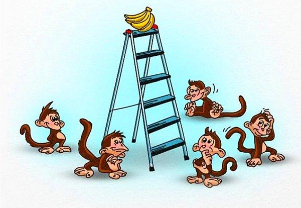 1. Bir grup bilim adamı beş maymunu kafese koymuş. Kafesin içine de tepesinde muzlar olan bir merdiven bırakmışlar.