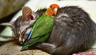 20 Things You Know Well If You Love Animals More Than Humans!