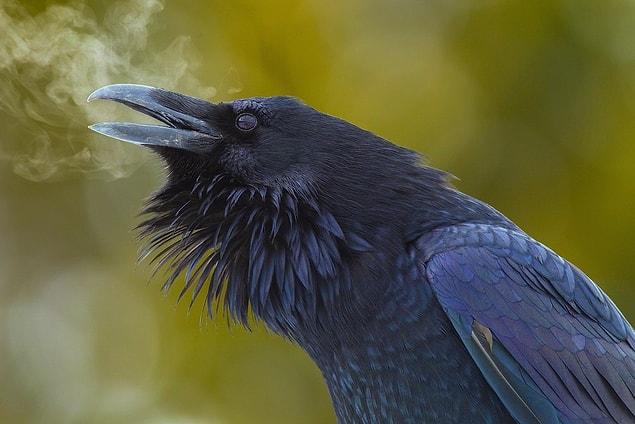 15. Crows are believed to live 150 years. This one, who is breathing in a winter morning after the frost, is one of them.