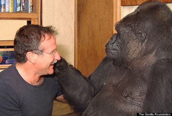 10. Koko, işaret dili bilmesiyle ünlü bir goril.