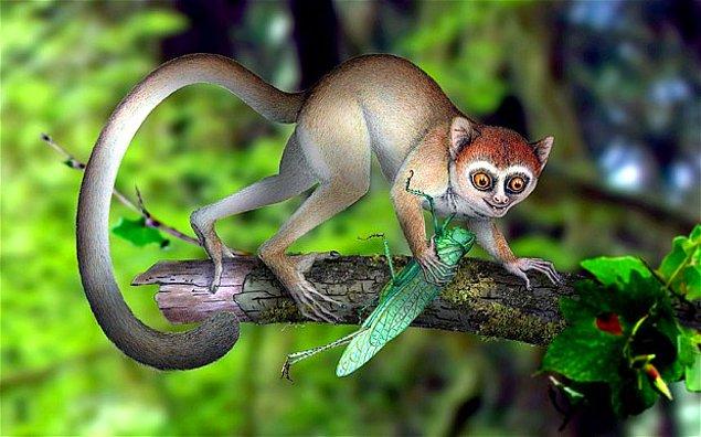 22. İlk Primatların Evrilmesi – Ağaçlarda Yaşamak