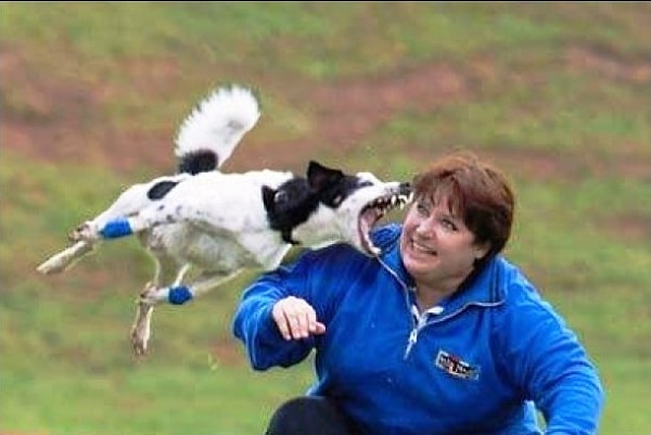 14. Кажется, она больше не захочет тренировать собак