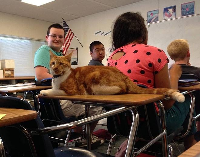 Bu Kedi Gerçek Bir Liseli: İşte Karşınızda Derslere Giren Öğrenci Kedi Bubba!