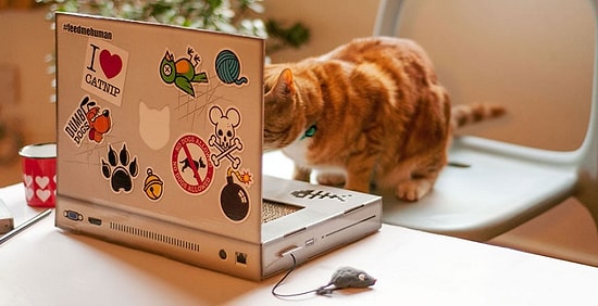 Тогда vs сейчас: как изменилась жизнь котов с появлением технологий