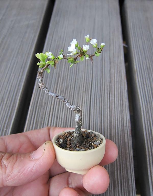 22. Minik bir bonsai elma ağacı