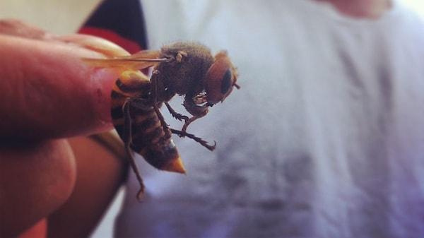 Karşınızda dev Japon eşek arıları.