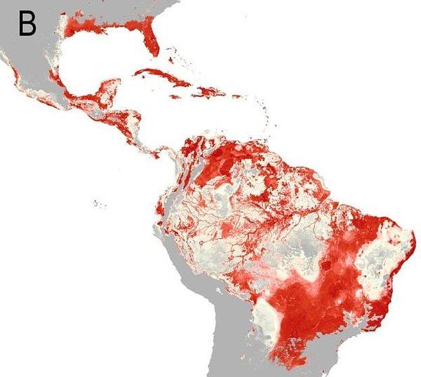'Güney Amerika ülkeleri virüsün en etkin olduğu yerler'