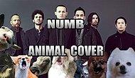 Представим, что песню группы Linkin Park "Numb" исполняют животные