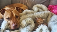 Onları Yanlış Tanımışız: Bir Kediyi Yavrusu Gibi Seven Pitbullun Öyküsünden 11 Fotoğraf!