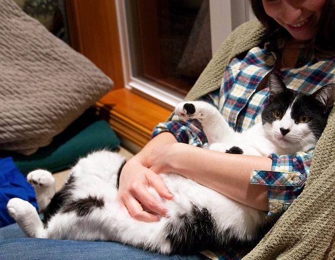 Yalnızca İnsanlarla Ev Arkadaşı Olan Kedilerin Muzdarip Olduğu 23 Problem