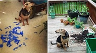 Köpeklerin Mütemadiyen Komik Olduğunu Bir Kez Daha Kanıtlayan 28 Eğlenceli Halleri