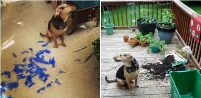 Köpeklerin Mütemadiyen Komik Olduğunu Bir Kez Daha Kanıtlayan 28 Eğlenceli Halleri