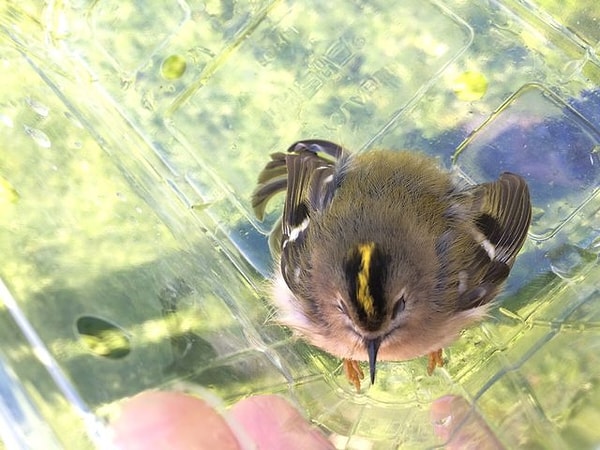 11. Скромняшка