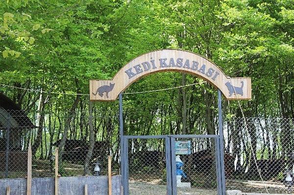 Samsun'daki Kedi Kasabası geçtiğimiz yaz "Samsun Büyükşehir Belediyesi Sahipsiz Sokak Hayvanları Doğal Yaşam Alanı"nda, 10 dönüm alan üzerinde faaliyete geçti.