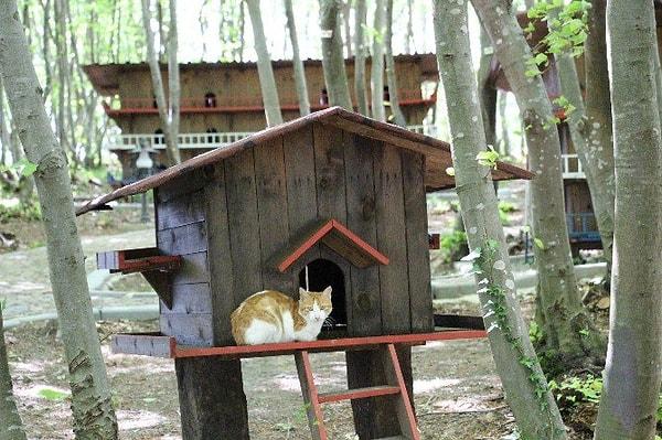 Yaklaşık 2 yıl süren çalışmalar sonucu kurulan tesiste 120 civarında kedi yaşıyor. Kasabaya Samsun dışındaki illerden kedi kabul edilmiyor.