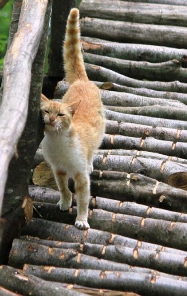 Tum Minnosseverlerin Icinde Yasamak Isteyecegi Yer Samsun Daki Sirin Kedi Kasabasi