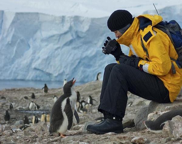 18. Karada herhangi bir hayvandan gelen tehlikelere alışkın olmadıkları için vahşi penguenler insanlardan da korkmazlar.