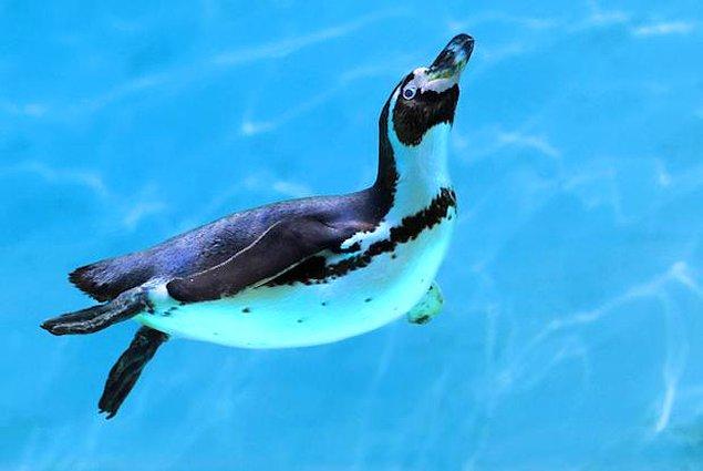 16. Denizde yaşayan çoğu canlının aksine penguenler sıcak kalmak için vücutlarındaki yağı değil, tüylerinin deri üzerinde tuttuğu sıcak hava katmanını kullanırlar.